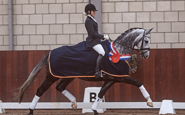 jyrej8b0ke0lhc46s2hbmvdfy paard 1