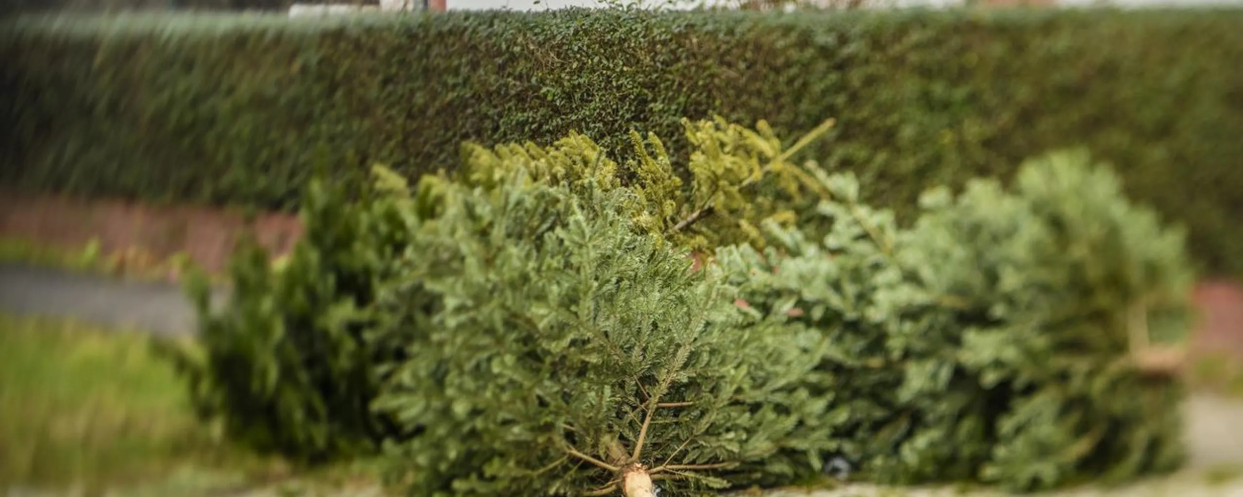 kerstboom inzamelinggem lingewaard