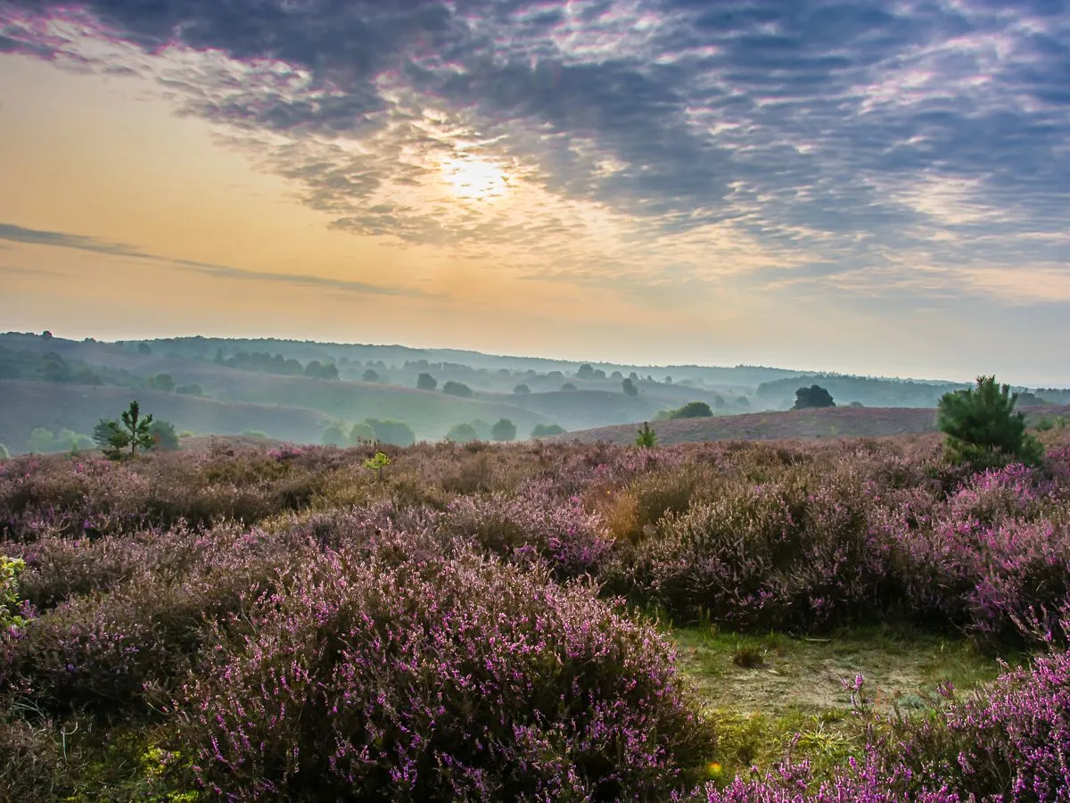 kijkruitcynthia derksen zijpenberg 2 mb1