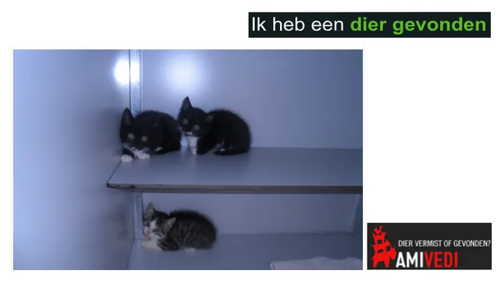 kittens gevonden amivedi