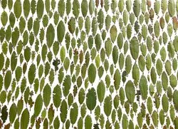 kmanne geene aangevretenoutputauto 1