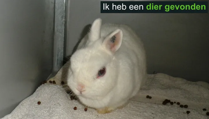 konijn haalderen gevonden