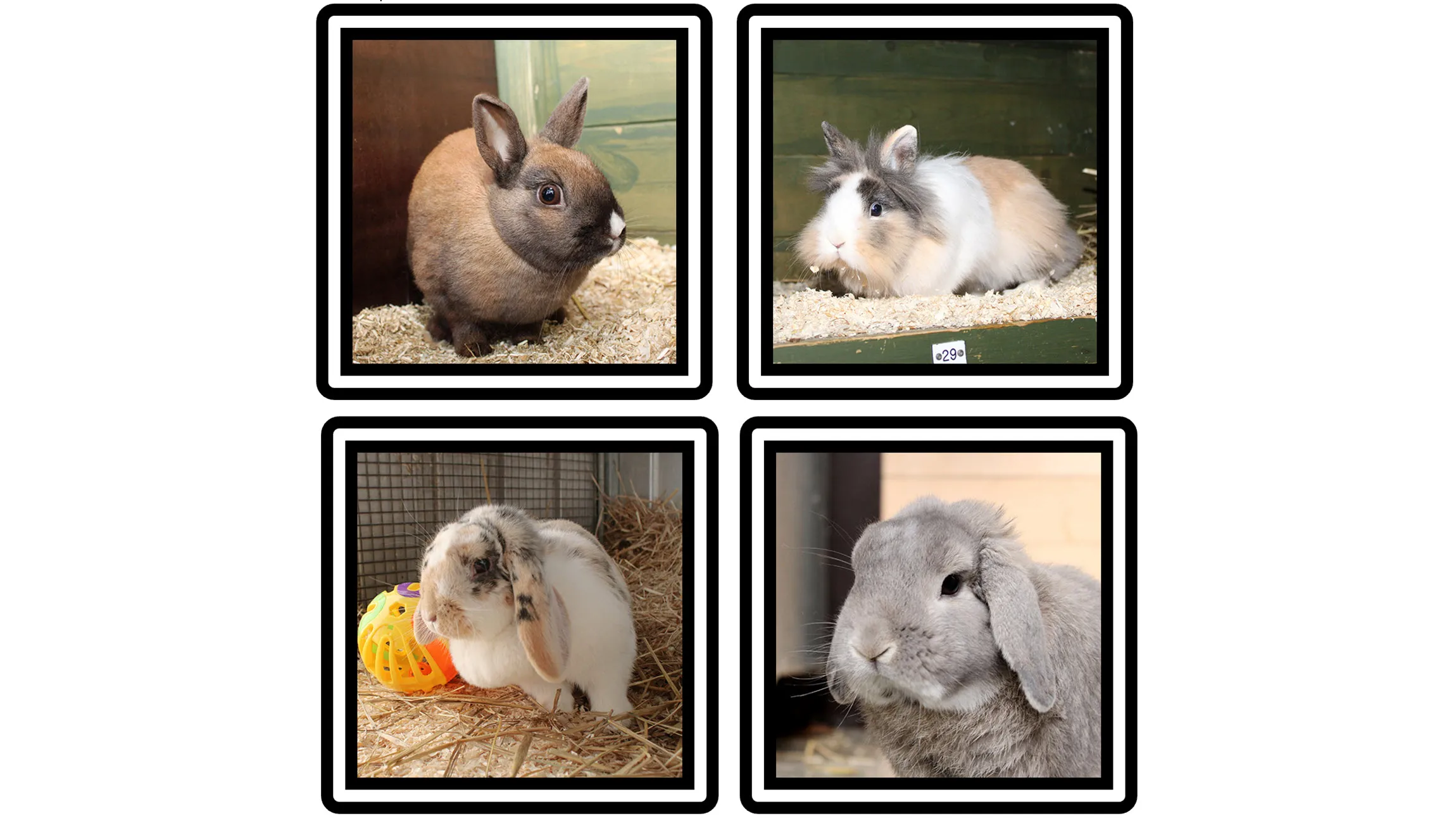 konijnen dierentehuis arnhem en omstreken