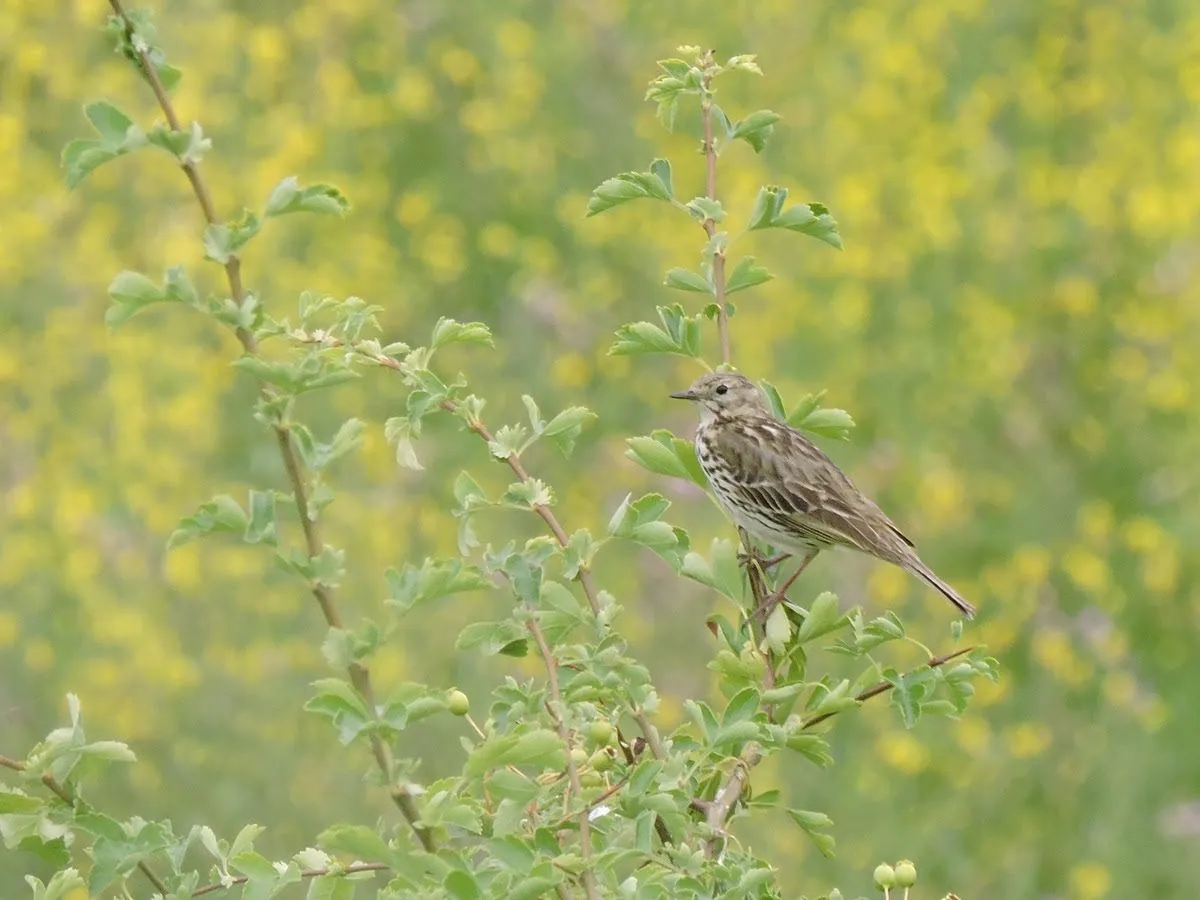 lingewaard natuurlijk klompenerwaard