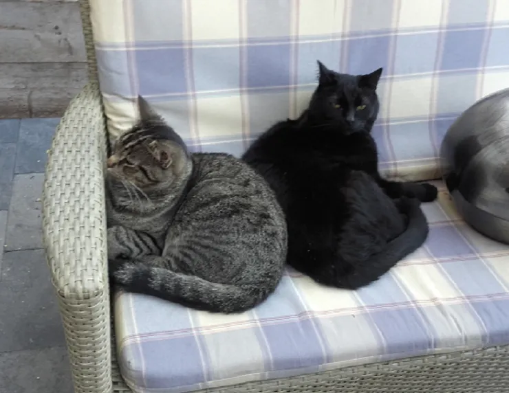 lingewaard nieuws alfons