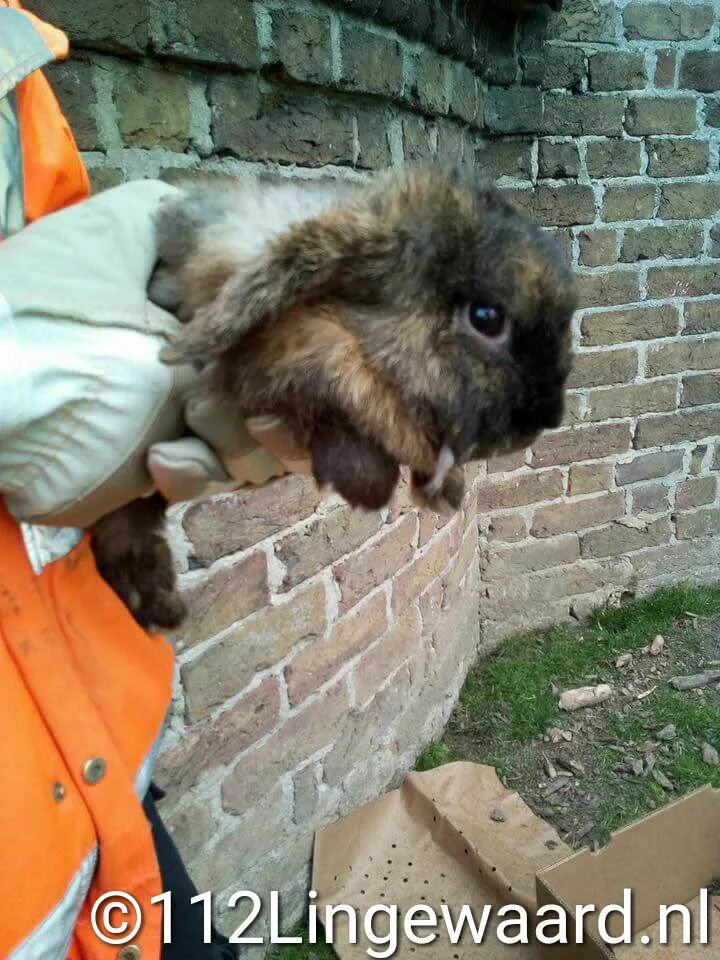 lingewaard nieuws dierenbeul haalderen bron 112lingewaard