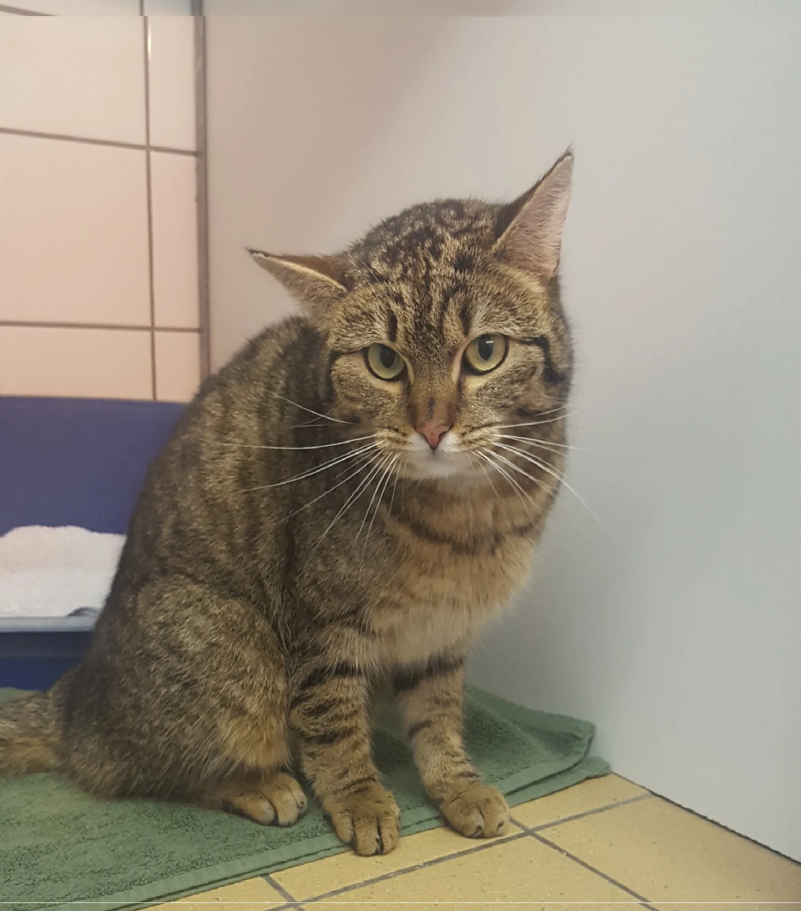 lingewaard nieuws huiskat bemmel 1