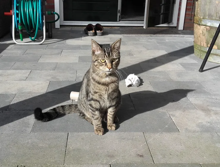 lingewaard nieuws tijgertje