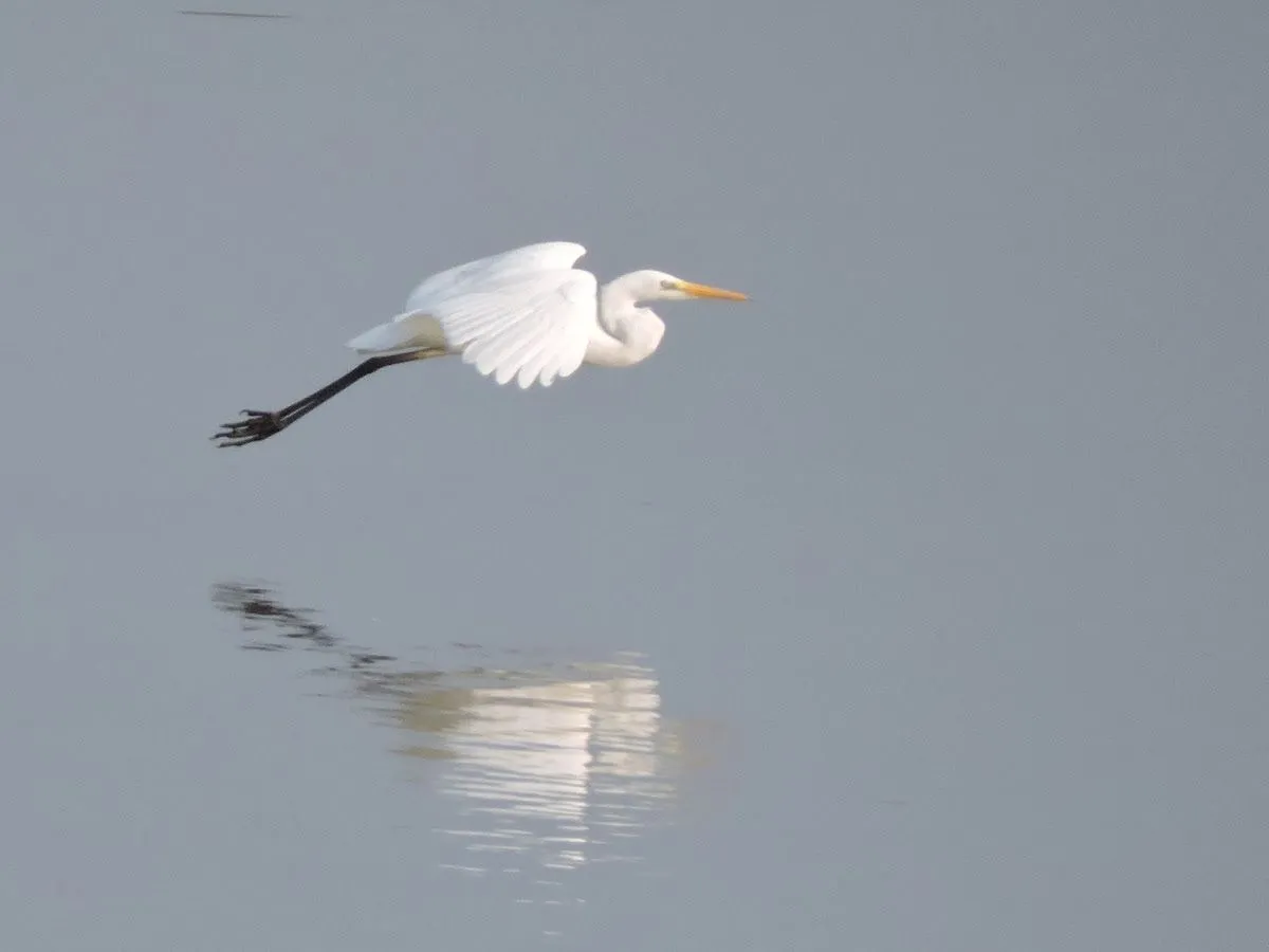 lingewaardnatuurlijk