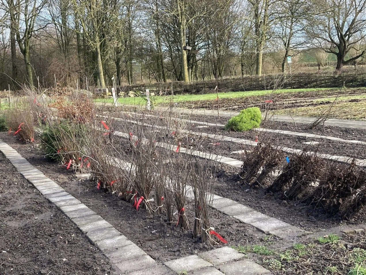 lingewaardnatuurlijkbomenhubbemmel