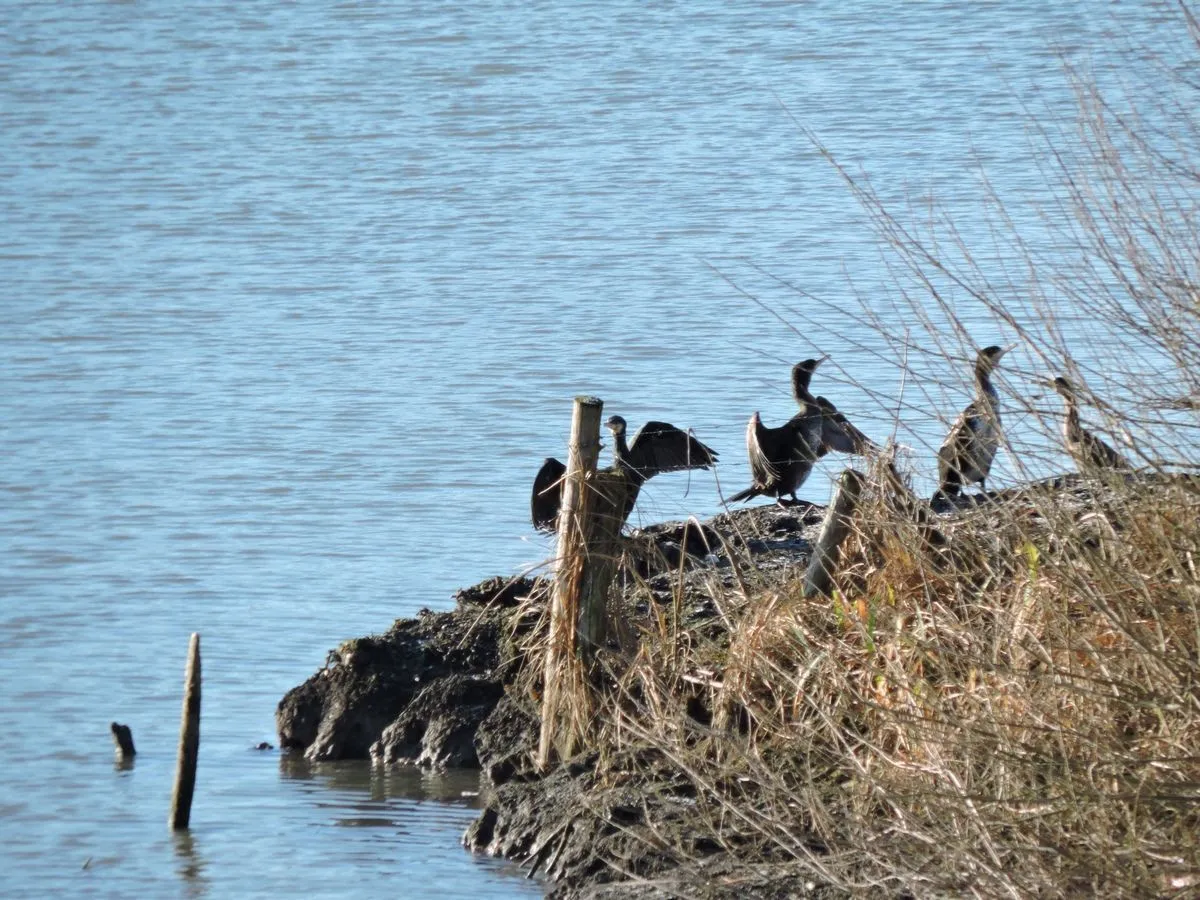 lingewaardnatuurlijkhet waterrijk