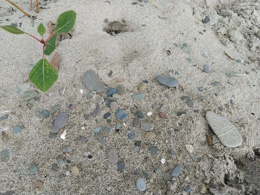 lingewaardnatuurlijkstenen img 20200906 13010831923 kopie 1024x768 1