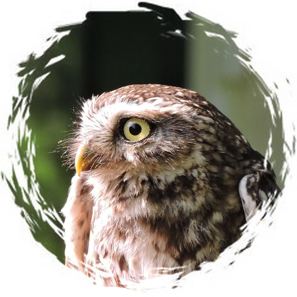 lingewaardnatuurlijkuilenballen