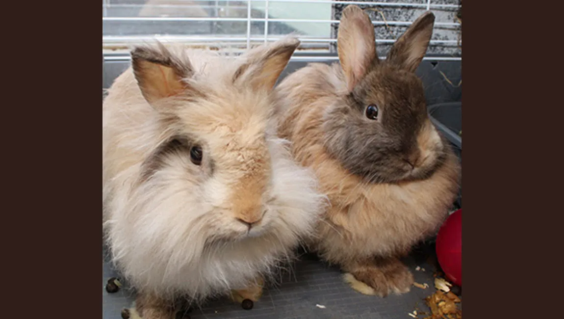 margaret elizabeth dierentehuis arnhem en omstreken