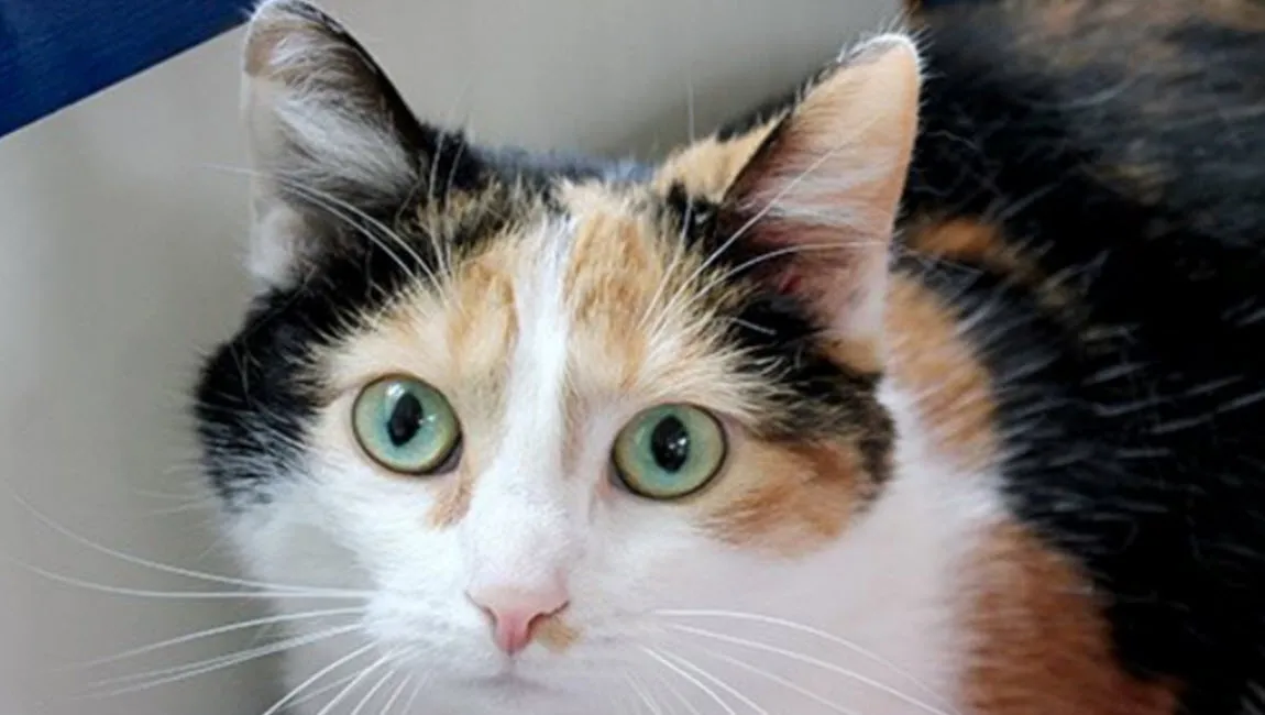 masha dierentehuis arnhem en omstreken