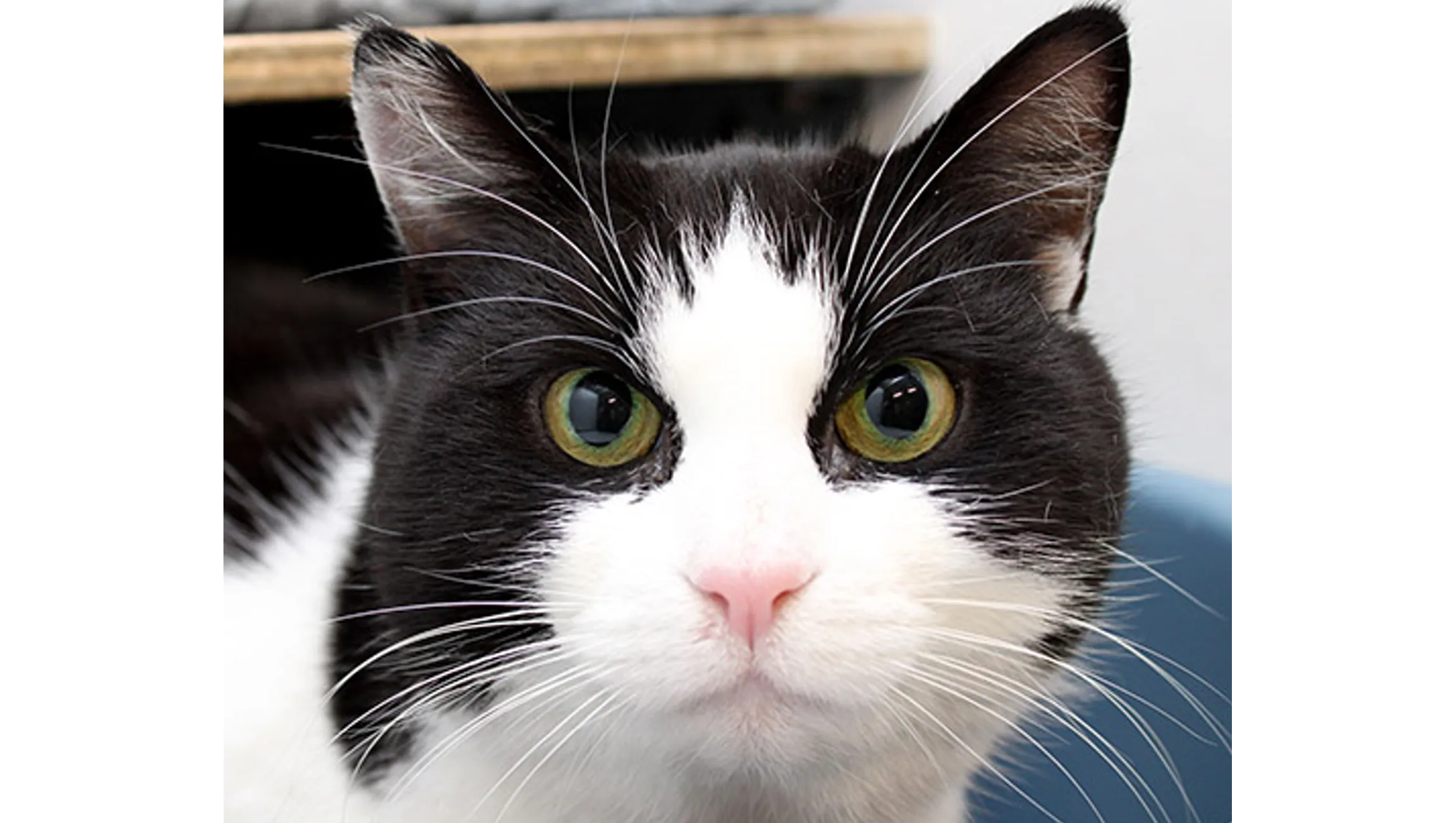 minoes dierentehuis arnhem en omstreken