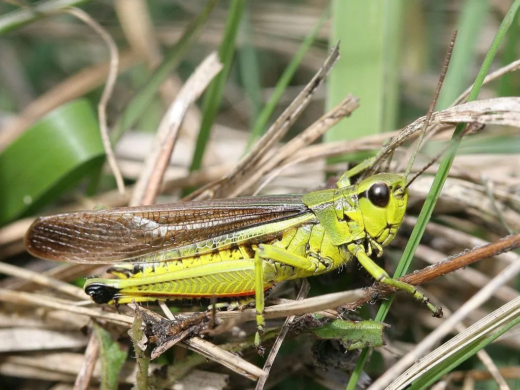 moerassprinkhaanwikipediaorg 1024px stethophyma grossum maennchen