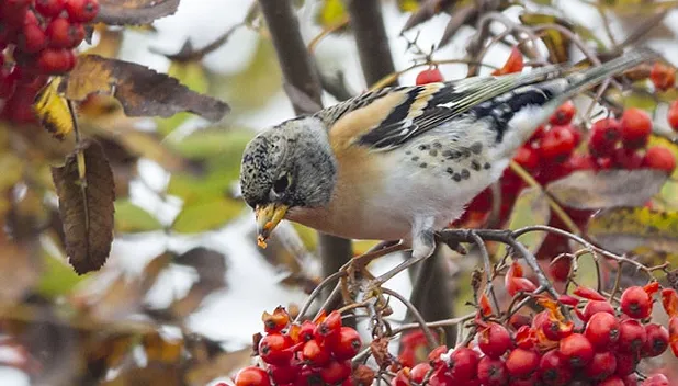 plh8y20a8i4esaloj3t8rc2er 2014 01 1418 46 15