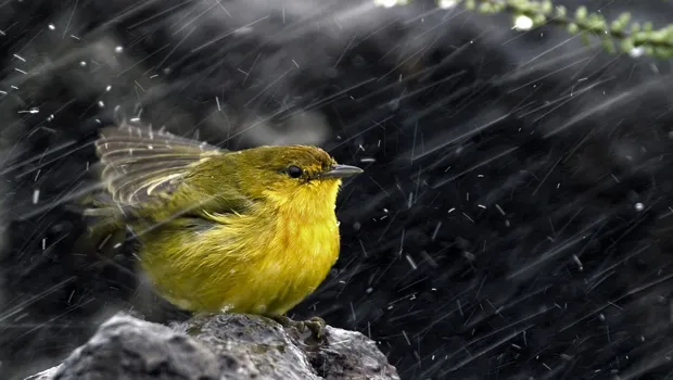 poo84k4h1ia9n1wnmidetreim 1 102