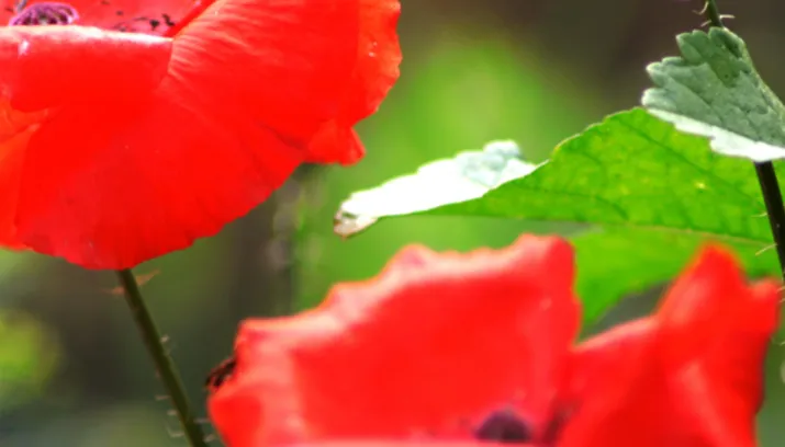 requiem for the fallen