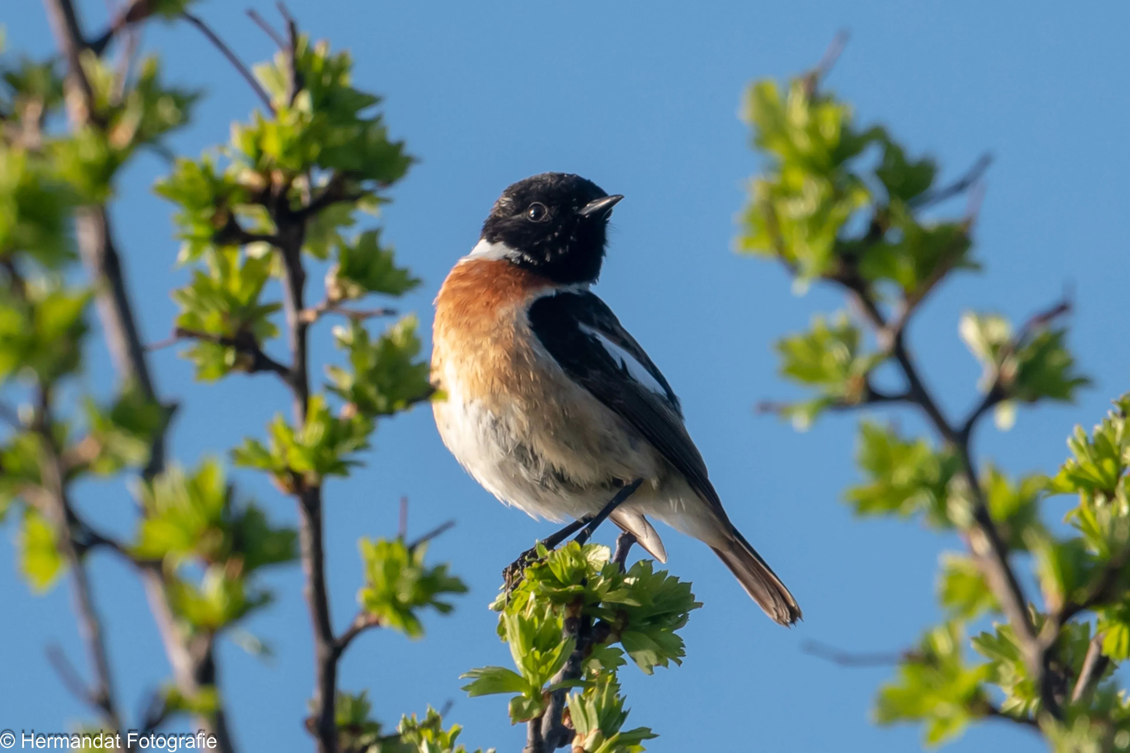 roodborsttapuit 4699