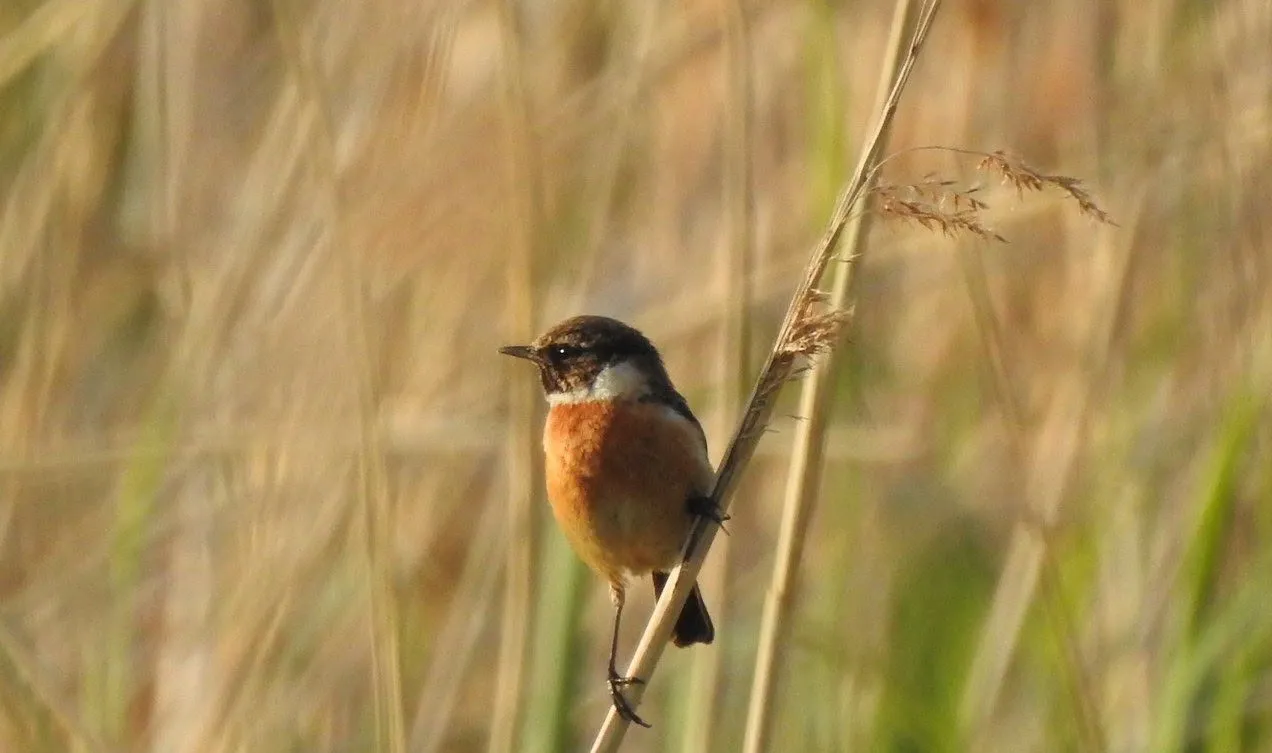 roodborsttapuitjeroen peters