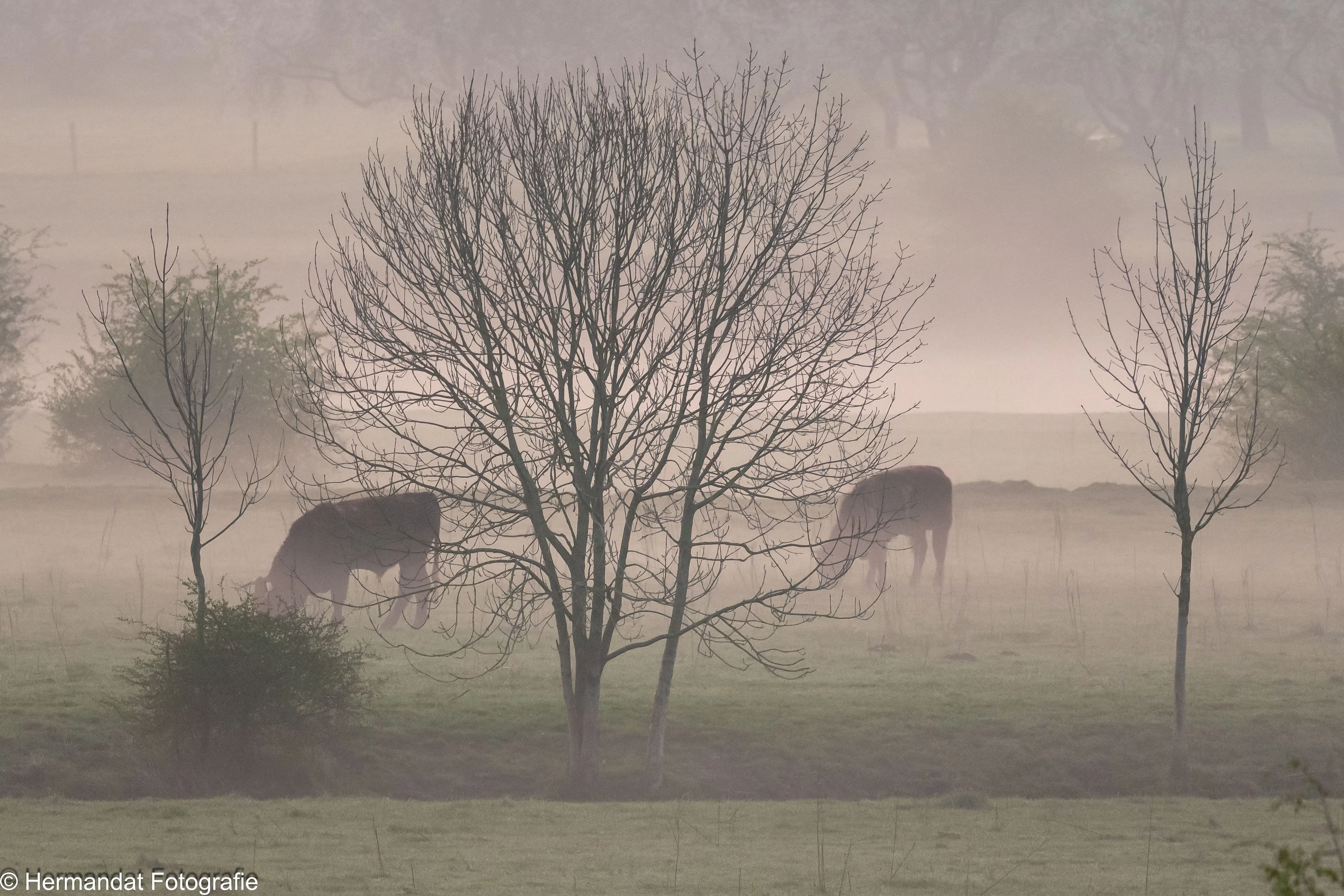 runderen in de nevel 5204