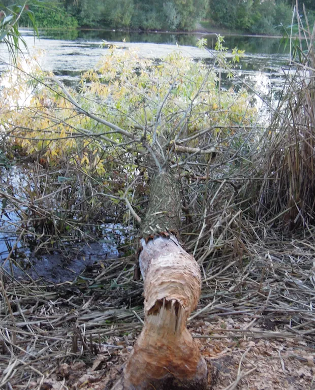 s6lc1gvca8pzu12rj9lfkkczy 1 125