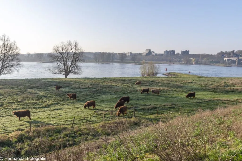 schotse hooglanders in de stadswaard nijmegen 7982