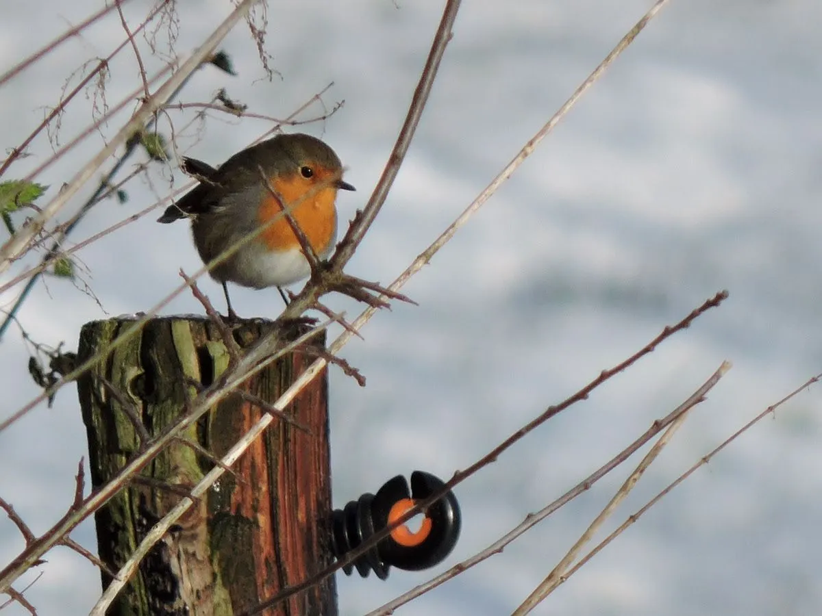 spoorzoeken lingewaard natuulijk
