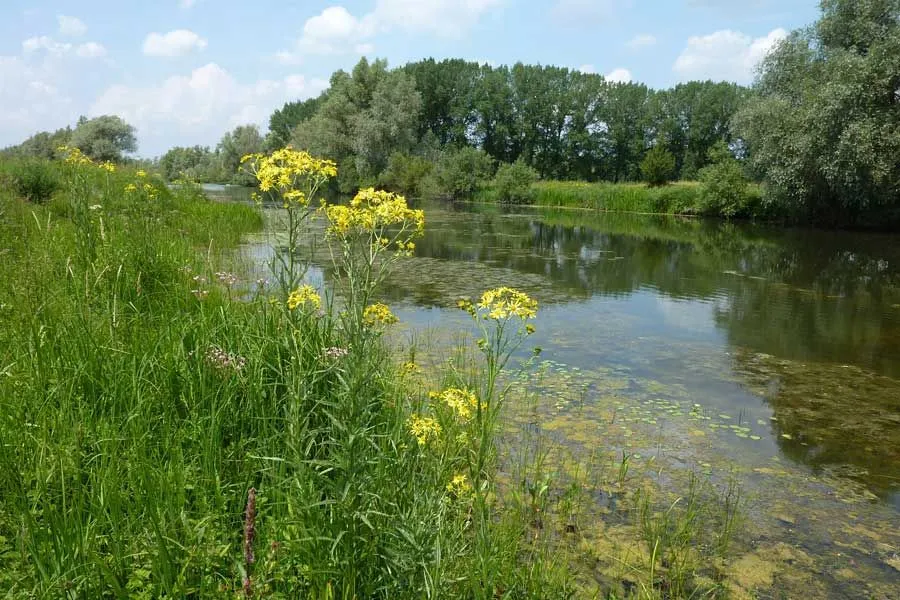 stadsbosbeheermoeraskruiskruid