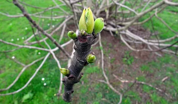 tcm1q6uzenunog5ppiro48bor 2014 01 2909 48 21