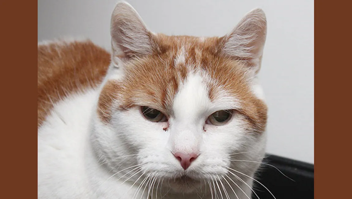 timo dierentehuis arnhem en omstreken