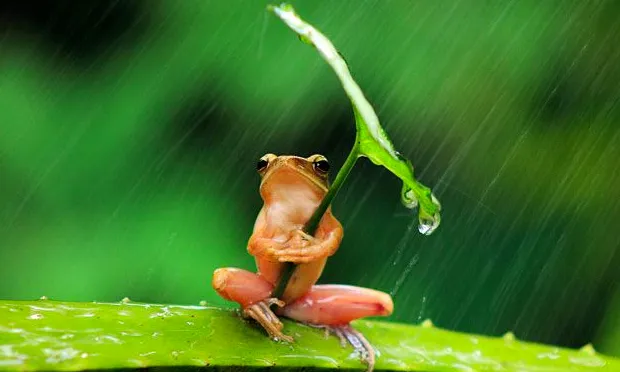 tok8p54t3ah7vox5cr94j0l16 1 362