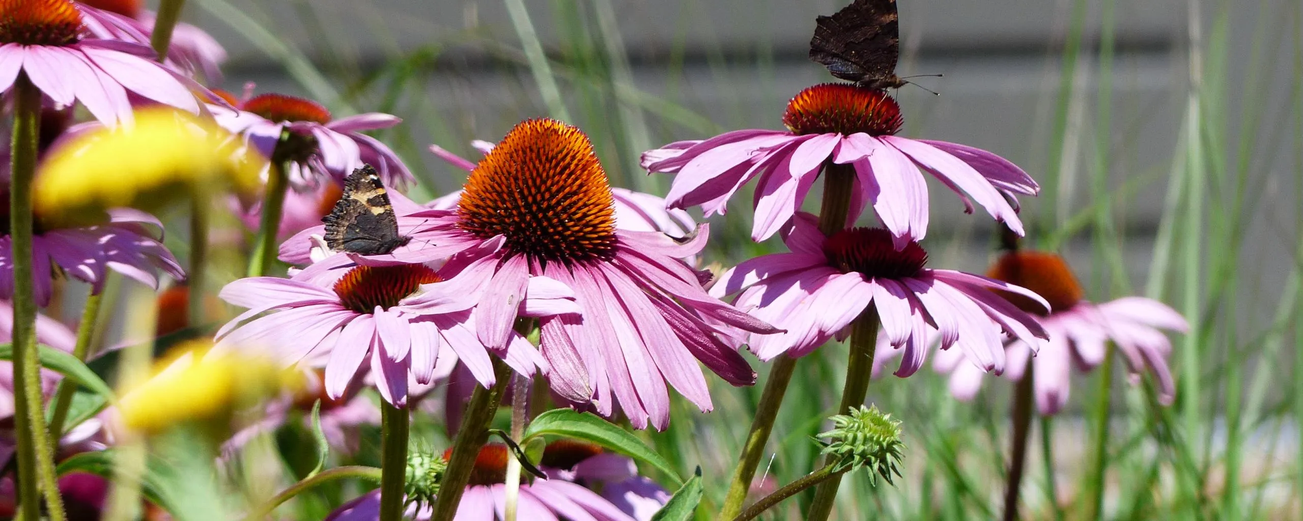 tuinadviesweken bloemen