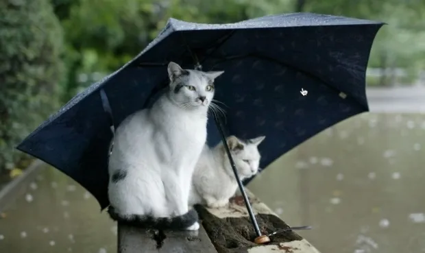 v8qaqi9gy423muw3f3861nugj 1 201