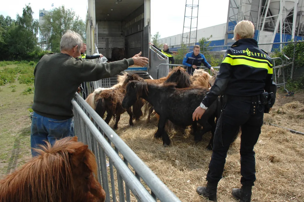 verwaarloosde ponys 2