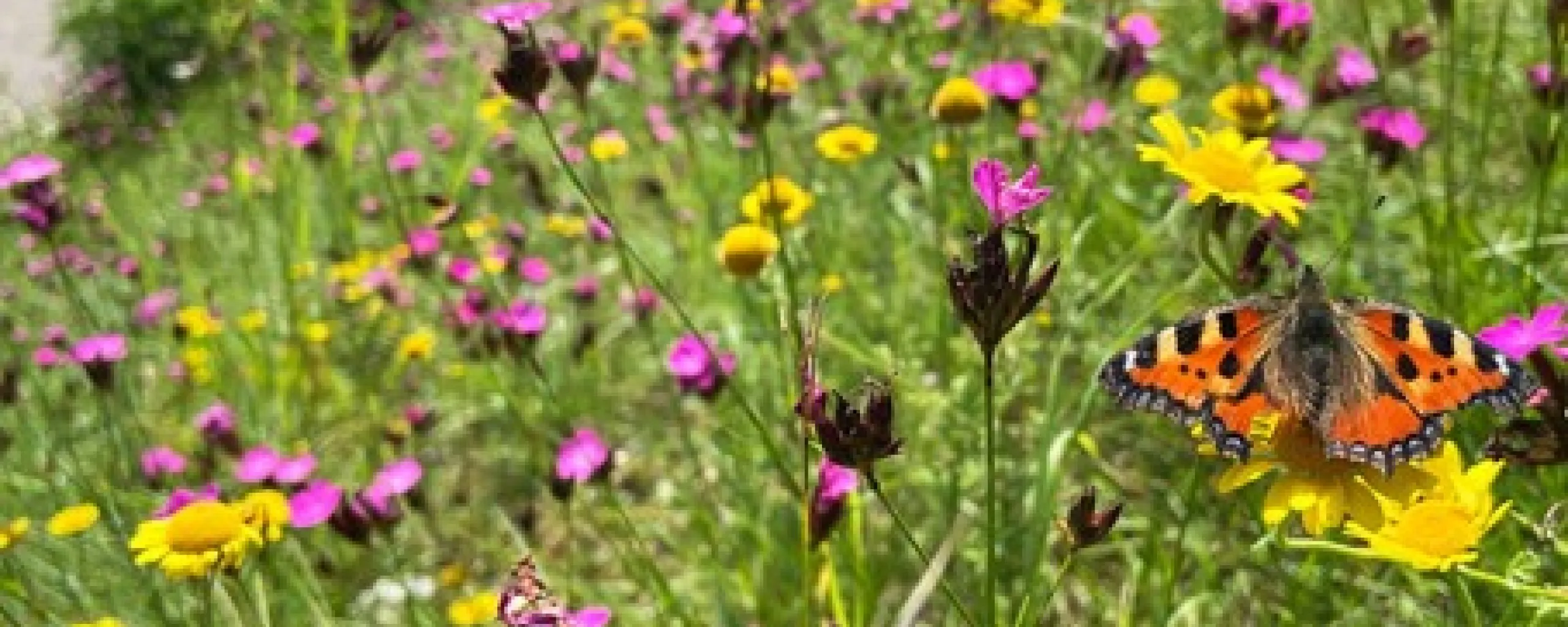 vlinderrijke akkerrandengemeentelingewaard