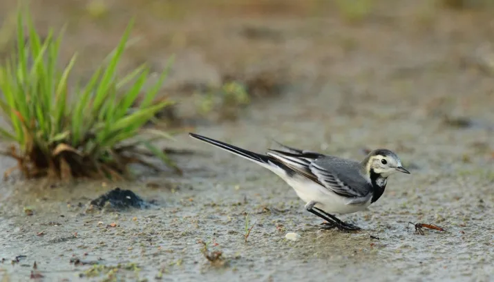 vogel lingewaard natuurlijk