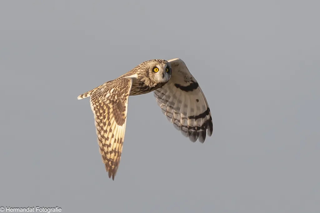 vogelexcursie kraayenbergse plassen