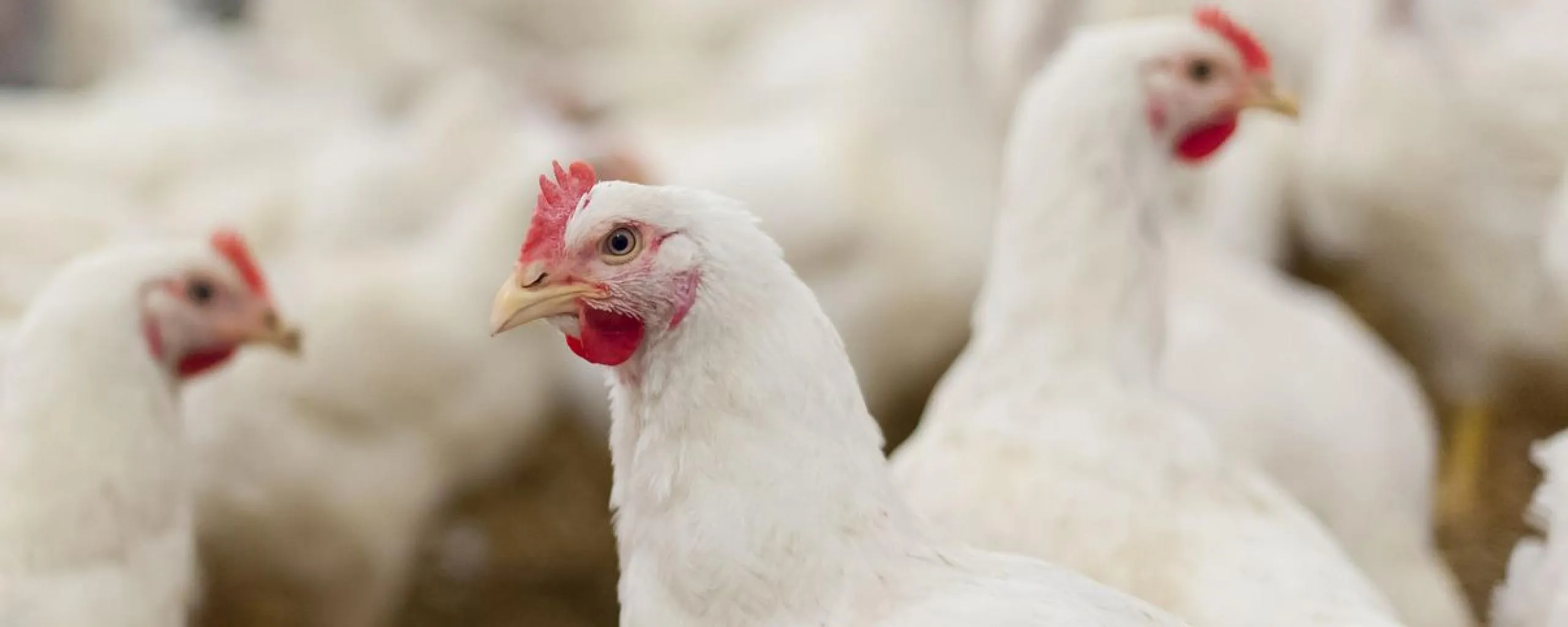 vogelgrieppluimveegem lingewaard