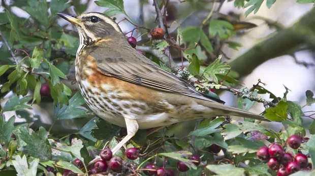 vru6xz0ztvnbqa3wynhx1iypy ivn