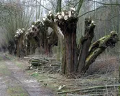 w699em7kb7qafegprggj9wlnt 215624