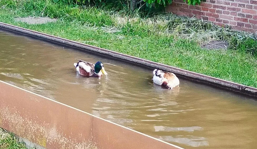 watermuseumgeslotennieuwsbericht uitgelicht 3 1080x627 1