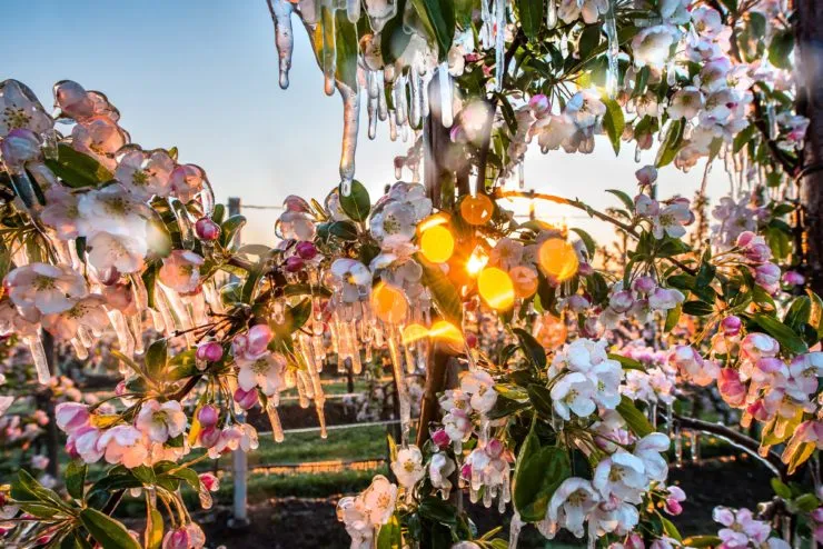 waterschap rivierenland nachtvorst e1492691734538