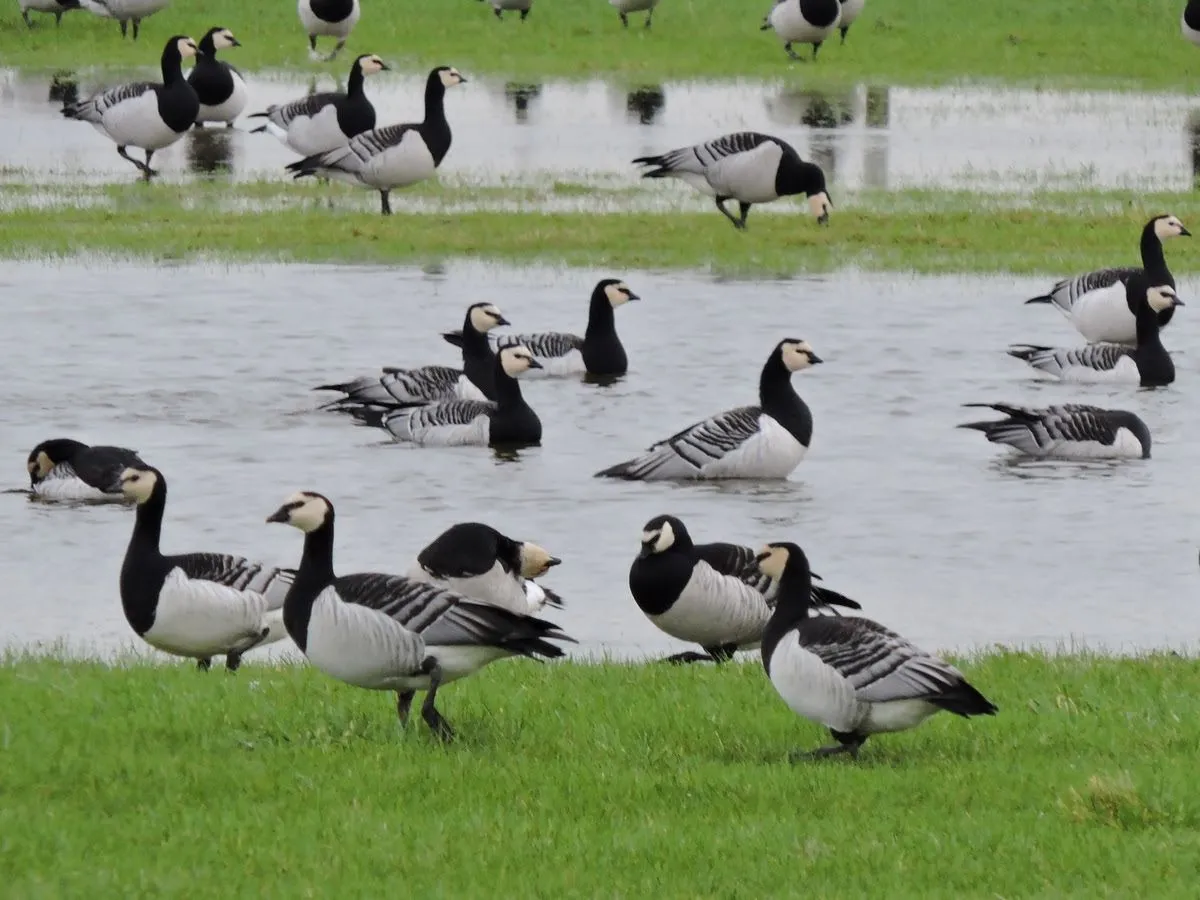 wintervogelsgijsbert peelen54