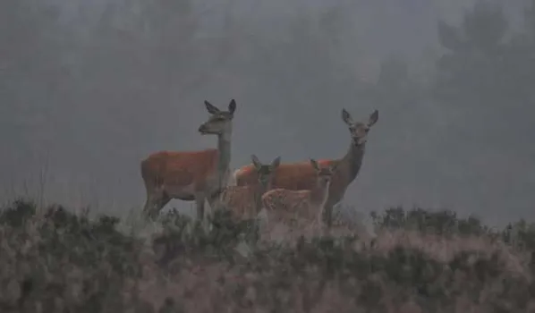 wm4r7hif06zl3k78zg4mvc2ae 1 955