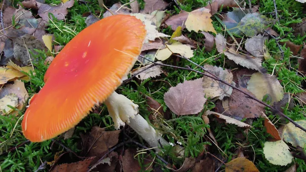 xd1f8sg1pk66c4fq4oqqsb72j 1 884