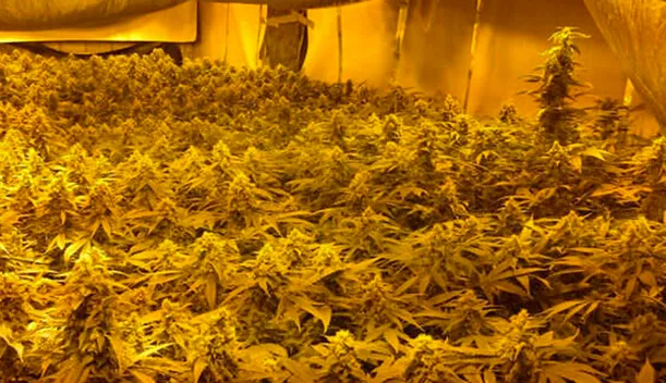 ypzdxm165ynu0sre2mddiujyi 1 972