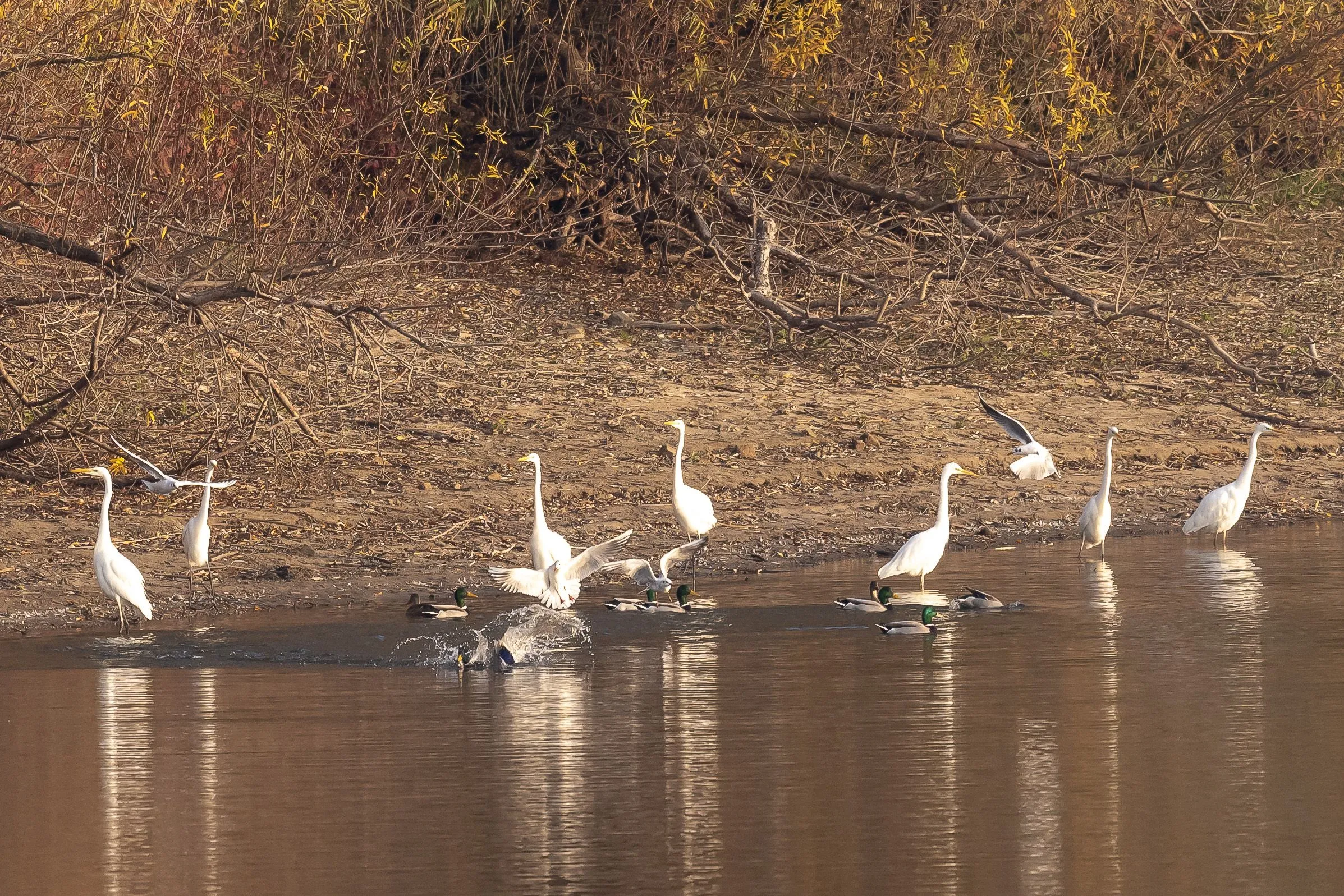 zilverreigers met ruziende meeuwen en wilde eendenivn rijnwaal 1526